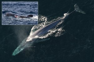 Turistams teko stebėti kraupų išpuolį: žiauriai nugalabytas net 18 metrų banginis