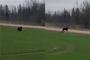 Dar viena lepečkojė: laukais skuodžiančią mešką užfiksavo vidury dienos