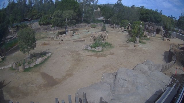 JAV supurtė žemės drebėjimas: užfiksuotas jautrus zoologijos sodo gyvūnų elgesys