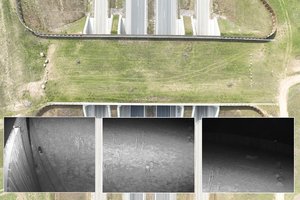 Kameros užfiksavo, kokie keturkojai jau pasinaudojo žaliuoju tiltu: keliavo ir laukiniai, ir naminiai gyvūnai