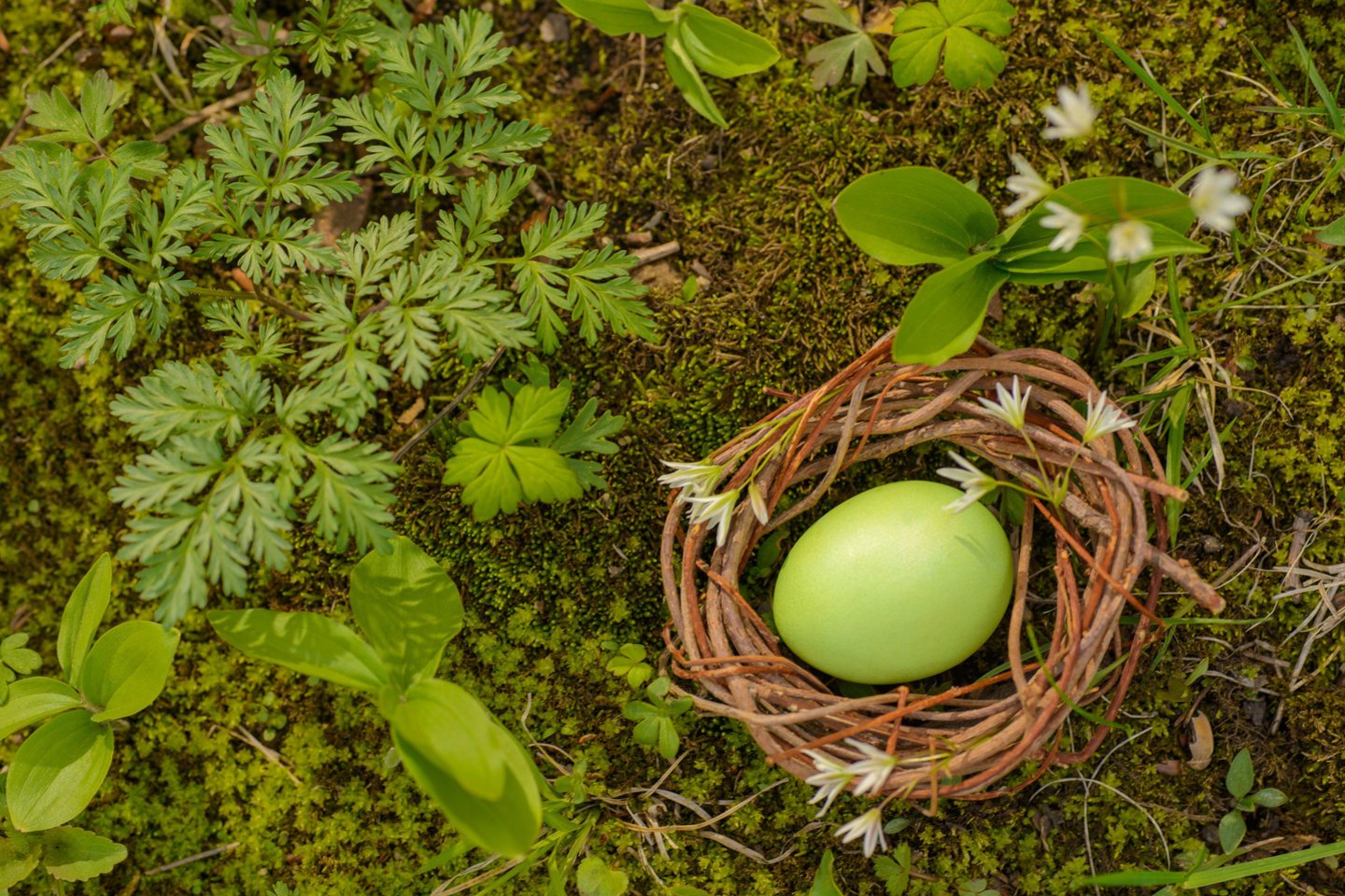 Europoje pagonys kiaušinius laikė gamtos atgimimo po ilgo žiemos miego simboliu.<br>123rf nuotr.