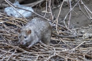 Naujoji Indonezijos sostinė šokiruoja turistus: tarp įspūdingų pastatų karaliauja žiurkės