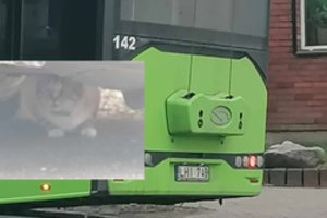 Kaunietis liko be amo dėl tokio troleibuso vairuotojo poelgio, kai jam kelyje pasimaišė katinas