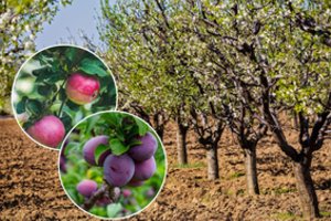 Tinkamiausias laikas sodinti vaismedžius – dabar: nepraleiskite šių svarbių datų