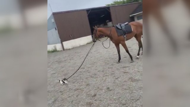 Tikras fermos ūkvedys: mažojo darbininko neišgąsdino arklio dydis 