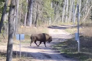 Iš Lietuvos į Baltarusiją išėjęs stumbras ten neužsibuvo: sugrįžo mažiau nė po dienos