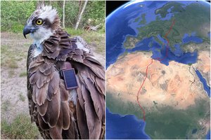 Į Lietuvą sugrįžo mūsų kraštui itin retas sparnuotis: įveikė virš 7 tūkst. kilometrų