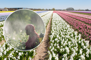 Olandiškos gėlės prikimštos pesticidų – įspėjo apie pavojų jas perkantiems žmonėms
