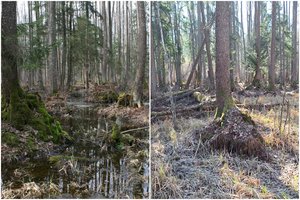 Lietuvos turistų pamiltą vietą sunku atpažinti, stebisi net specialistai: „Sekina iki šiol nestebėta sausra“