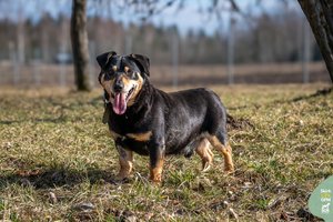 Trumpakojis storuliukas – be galo mielas ir draugiškas šunelis, kurio niekas nepastebi