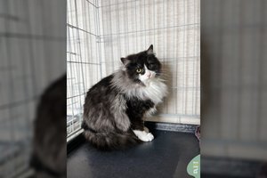 Labai gražus ir labai pūkuotas jaunas katinėlis turi tik vieną bėdą, kurią išspręstų meilė ir laikas