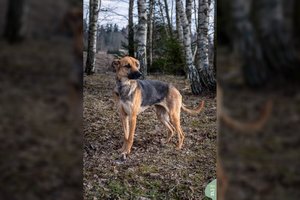 12 kg meilės ir džiaugsmo kamuolys labai nori namų: dievina pasivaikščiojimus ir paglostymus