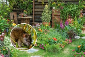 Žiurkės daugiau niekada neįžengs į jūsų sodą: atskleidė, ko jos labiausiai negali pakęsti