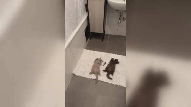 Katinų priešė ne juokais nuvargino keturkojus: pamatykite, kuo baigėsi gaudynės
