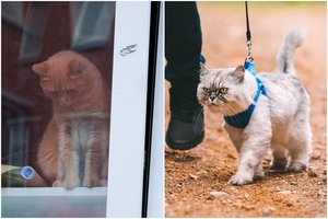 Kačių augintojų karas kursto aistras: išdėstė visus „už“ ir „prieš“