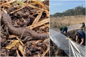 Lietuvoje užfiksuota viena rečiausių varliagyvių rūšių: patinėliai pasipuošia ryškia skiautere ir vilioja pateles šokiais