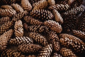 Iš miško parsineškite konkorėžių: net neįsivaizduojate, kokie jie naudingi sode