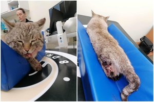 Partrenktas ir gatvėje mirti paliktas katinėlis šaukiasi pagalbos: sužalojimai labai sunkūs