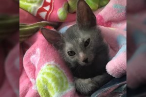 Priglaudė mielą kačiuką, bet nebuvo pasiruošęs tam, koks jis užaugs