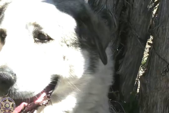 Dvejų metų mažylis pasiklydęs nuėjo 11 km – gyvas liko tik išgelbėtas šuns