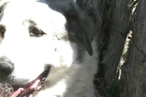 Dvejų metų mažylis pasiklydęs nuėjo 11 km – gyvas liko tik išgelbėtas šuns