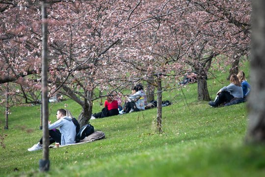 Velykos džiugins saulės spinduliais: temperatūra sieks 26 laipsnius šilumos