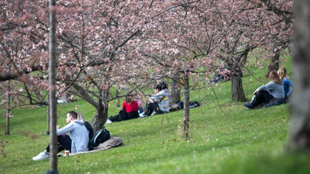 Velykos džiugins saulės spinduliais: temperatūra sieks 26 laipsnius šilumos