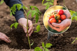 Pomidorai užaugs dideli ir sultingi: atlikite tai prieš pat sodinant