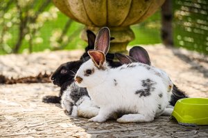 Velykinis stebuklas Pakruojo dvare prasidėjo: zuikiai atvyko į festivalį