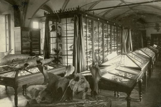Vilniaus senienų muziejaus Gamtos skyriaus eksponatai (fotografas Stanislaw Filibert Fleury, 1904 m.