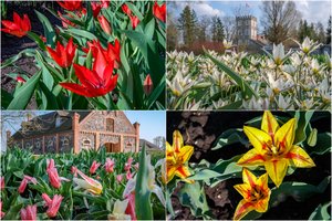 Burbiškio dvaro gėlyne prasideda šventė – pavasarį žiedais sveikina pirmosios tulpės