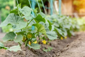 Kada sodinti agurkus atvirame lauke pagal Mėnulio kalendorių: pasižymėkite svarbiausias dienas