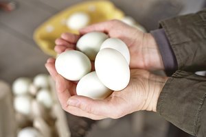 Kovą lietuviškais kiaušiniais domėjęsi JAV atstovai intereso įsigyti produkcijos nebeparodė