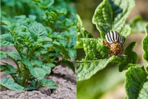 Nė nenumanėte, kad kolorado vabalų atsikratyti taip paprasta: pasodinkite tai šalia bulvių