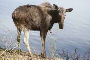 Kauno Petrašiūnuose – netikėtas svečias: į kelią išbėgęs briedis sukėlė avariją