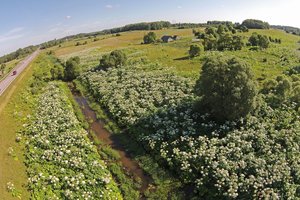 Kovai su invaziniais augalais – jungtinės pajėgos: nurėš pagrioves, neaplenks ir laukymių
