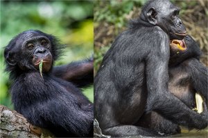 Pirmą kartą gamtoje užfiksavo „alkoholiniais“ vaisiais besidalinančias laukines šimpanzes: kodėl jos taip daro?