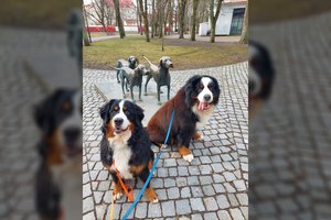 Kviečia švęsti Šuns dieną ir smagiai praleisti laiką su augintiniais