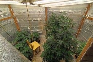 Prieš teismą stos kanapes namuose auginęs ir iš jų sviestą bei saldainius gaminęs šiaulietis