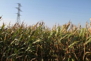 Kol kas tokie augalai – retenybė, tačiau spėja, kad netrukus jų ims sėti gerokai daugiau