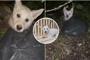 Po Lietuvą sukrėtusio kraupaus radinio Jonavoje – prieglaudos ir pareigūnų žinia: šuns šeimininkas rastas