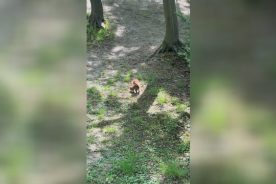 Mažos rankytės – dideli darbai: gyvūnėlis ilsėtis neskubėjo