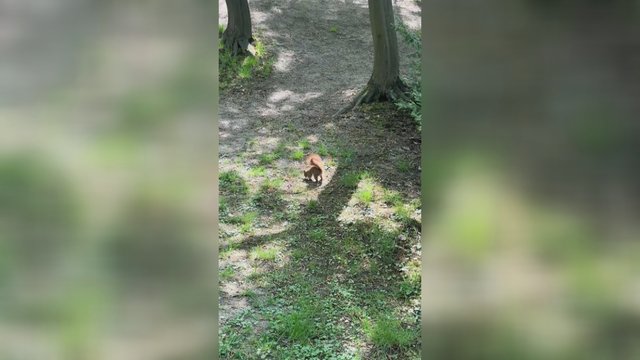 Mažos rankytės – dideli darbai: gyvūnėlis ilsėtis neskubėjo