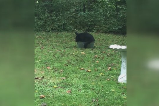 Tokio reginio kieme nesitikėjo: įsipatogino laukinė viešnia