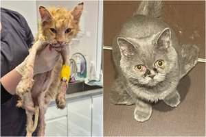 Du siaubingos būklės katinėliai iš Kauno šaukiasi pagalbos: žmonių abejingumas jų vos nenužudė