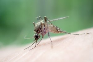 NVSC: Lietuvoje daugėja įvežtinių maliarijos atvejų