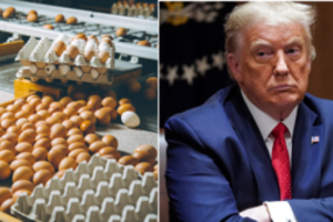 D. Trumpas nesuvaldo net kiaušinių krizės – kaina šovė į kosmosą, klesti kontrabanda