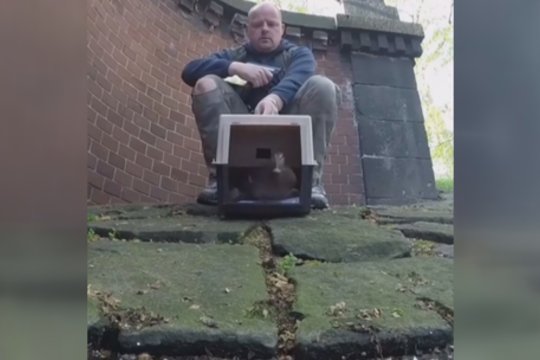 Štai kaip atrodo nesėkminga dienos pradžia: eiti tiesiai ančiukui – misija neįmanoma