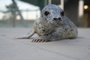 Lietuvos jūrų muziejuje sveikstantys ruoniukai laukia dzūkiškų vardų: kviečia siūlyti variantus