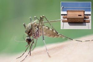 Norintys atsikratyti uodų turėtų atlikti šį darbą: padėsite ir sparnuočiams